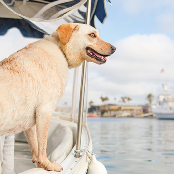 Boat Trip with Dogs